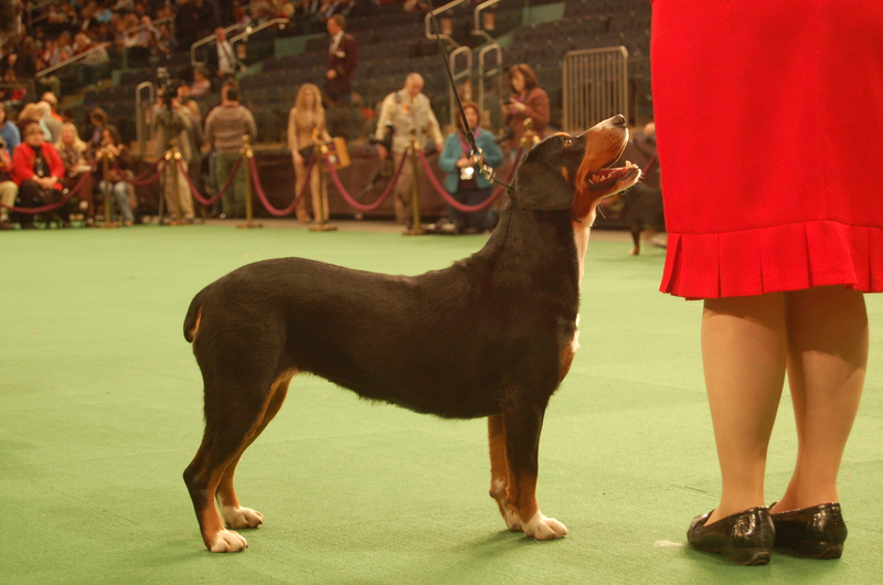 Illustration for article titled Lapdogs And Luxury Boxes: A New-Look MSG Welcomes The Westminster Dog Show